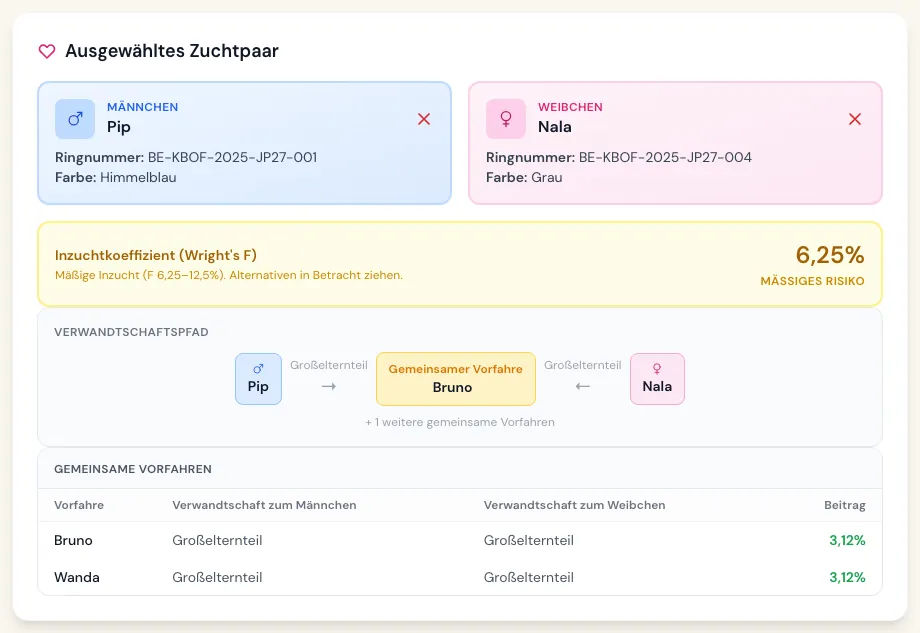 Gemeinsame Vorfahren des Paares mit Verwandtschaft und Beitrag