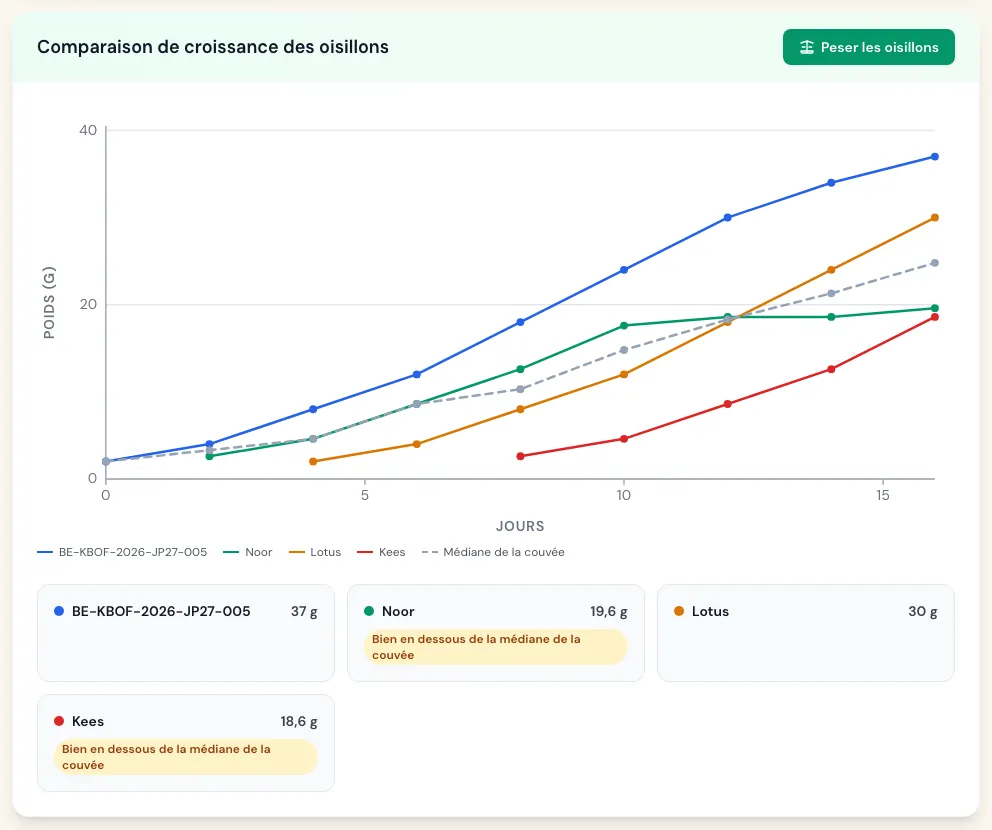 Courbes de croissance de quatre jeunes comparées à la médiane de la couvée